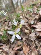 Image de Cardamine dissecta (Leavenw.) Al-Shehbaz