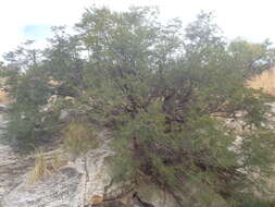 Image of feather tree