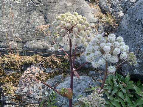 Image of Angelica archangelica subsp. litoralis (Fries) Thell.