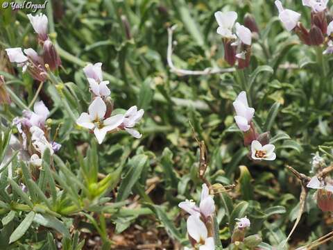 Image of Erysimum purpureum J. Gay