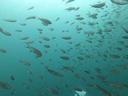 Image of Scissortail damselfish