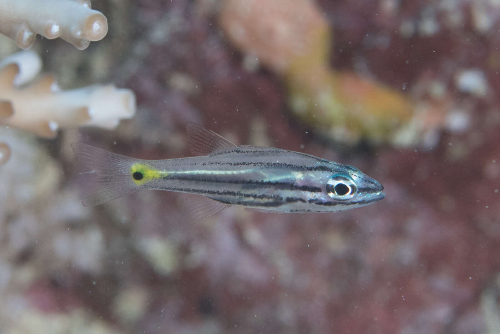 Image of Toothy cardinalfish