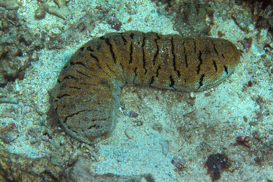 Image of Elephant Trunkfish