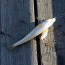 Image of Golden lined whiting