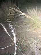 Image of spidergrass