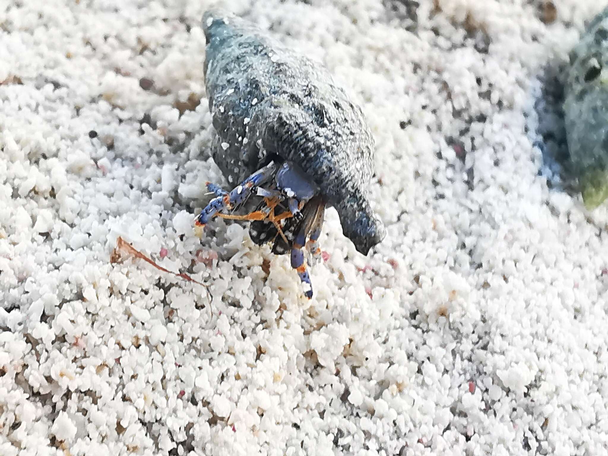 Image of blue-legged hermit crab