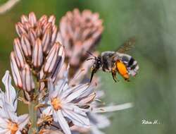 Слика од Anthophora canescens Brullé 1832