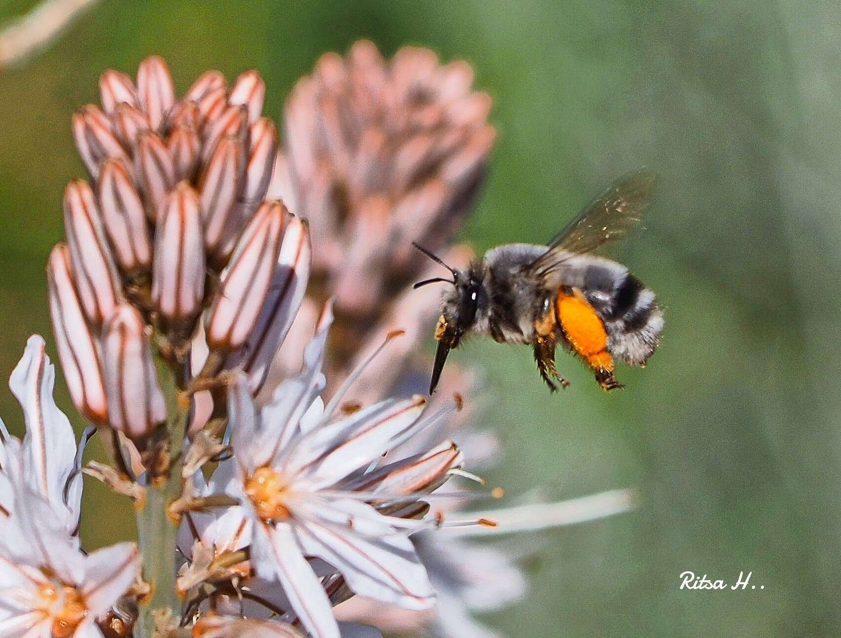 Sivun Anthophora canescens Brullé 1832 kuva