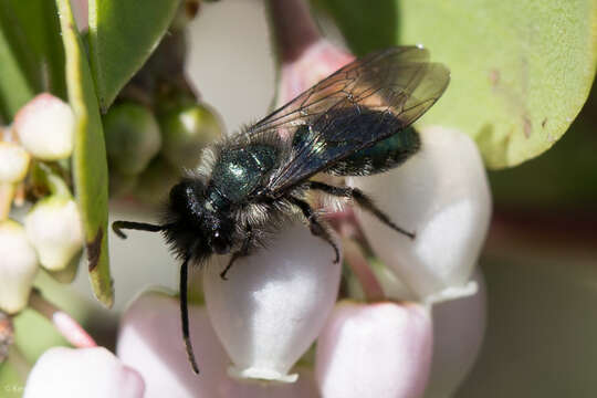 Image of Andrena cerasifolii Cockerell 1896