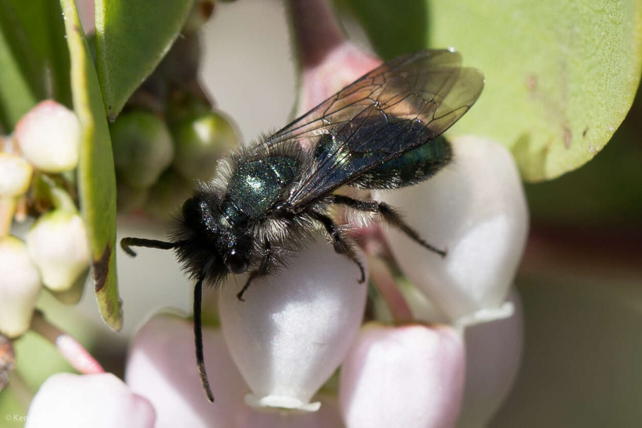 Image de Andrena cerasifolii Cockerell 1896