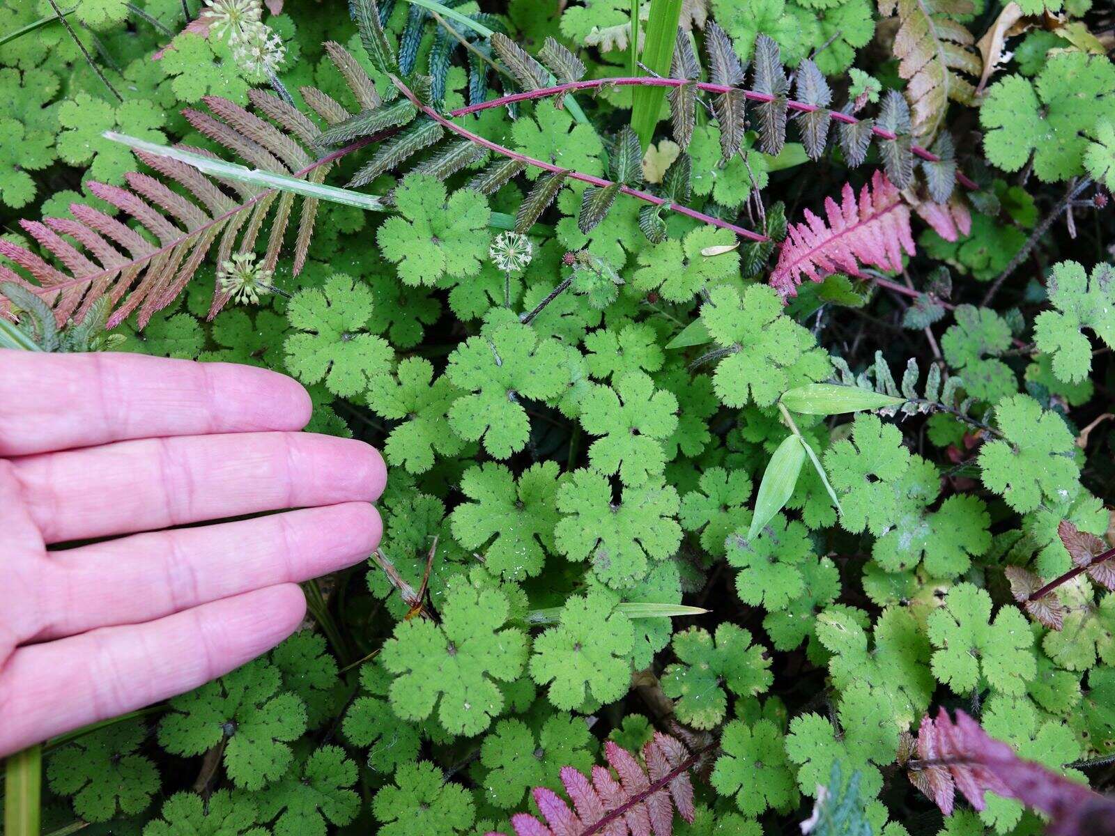 Imagem de Hydrocotyle elongata A. Cunn. ex Hook. fil.