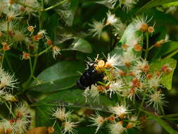 Imagem de Phytomia chrysopyga (Wiedemann 1819)