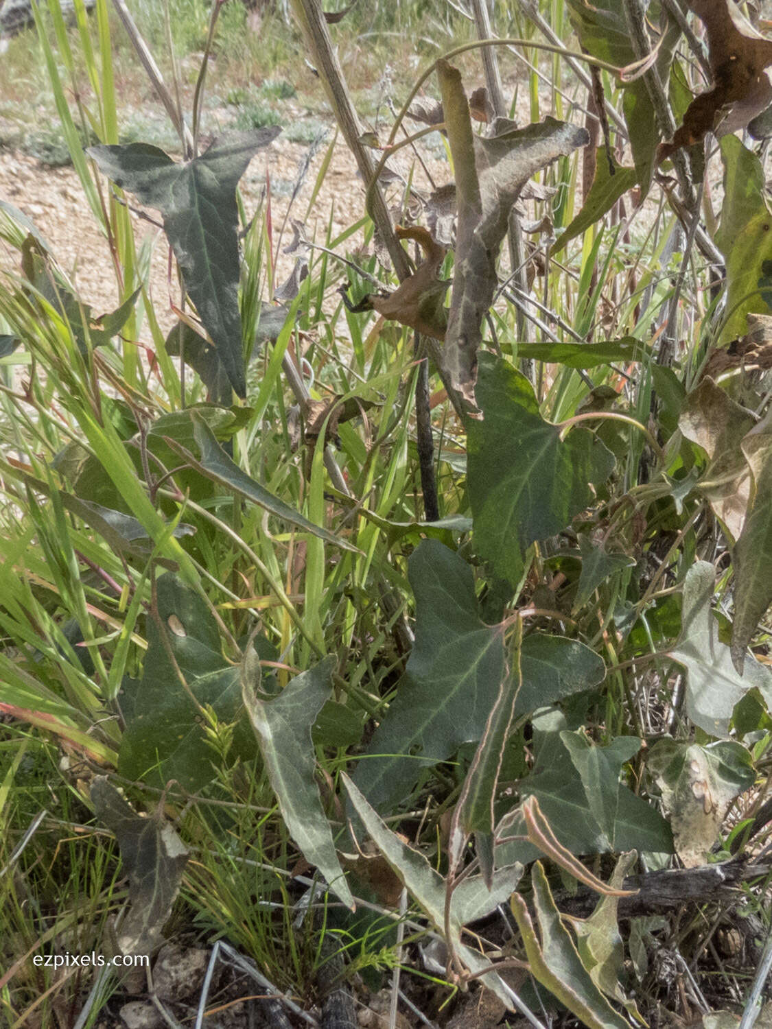 Image of Watson's dutchman's pipe