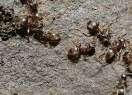 Image of Lasius americanus