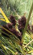 Image of Cyperus ustulatus A. Rich.