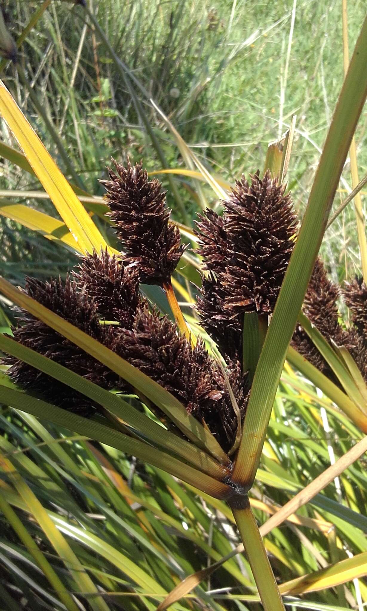 Image of Cyperus ustulatus A. Rich.