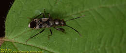 Image of Scudderocoris albomarginatus (Scott & J. 1874)