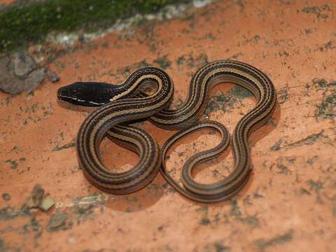 Image of Nuevo Leon Graceful Brown Snake