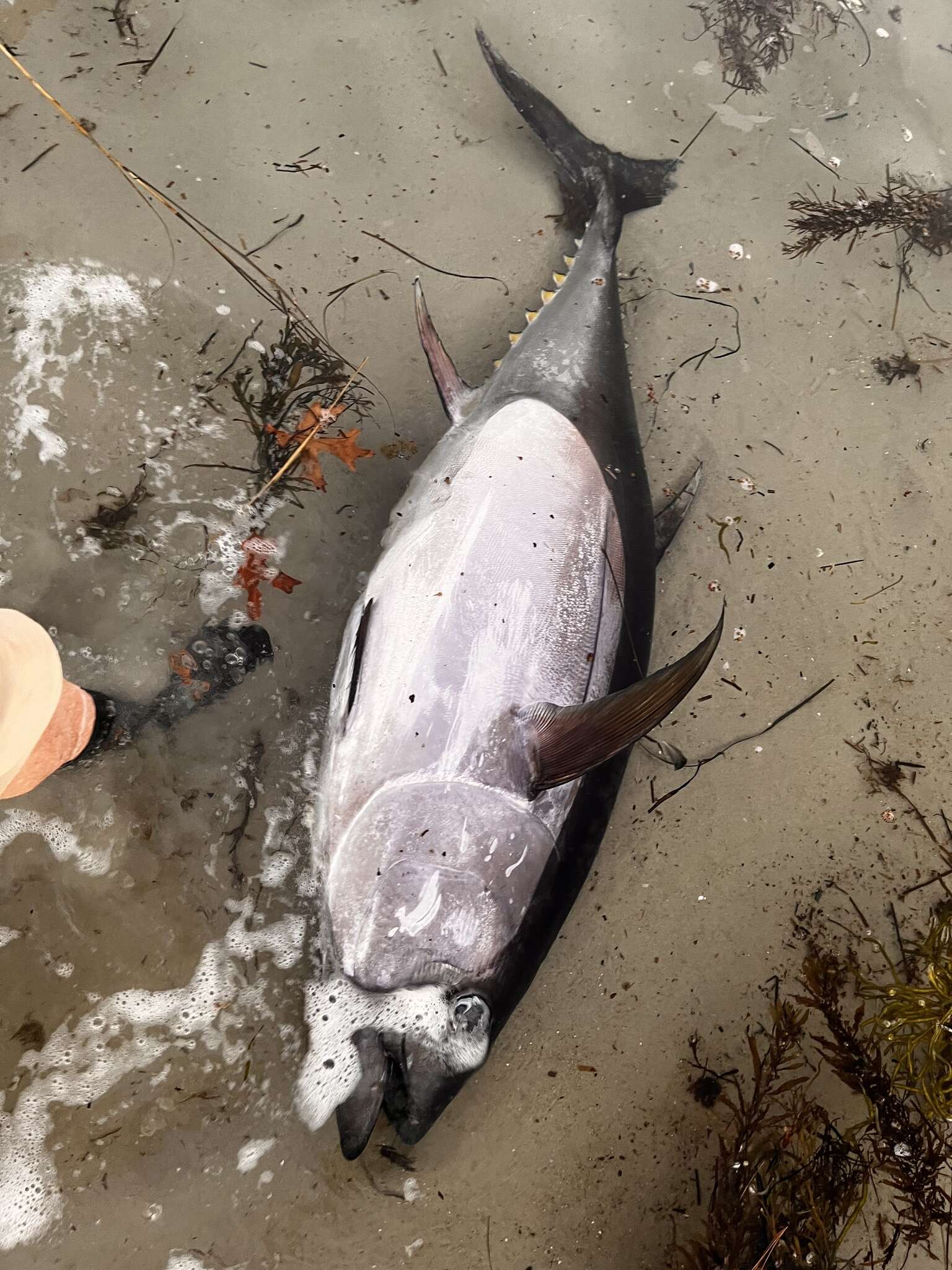 Image of Atlantic Bluefin Tuna