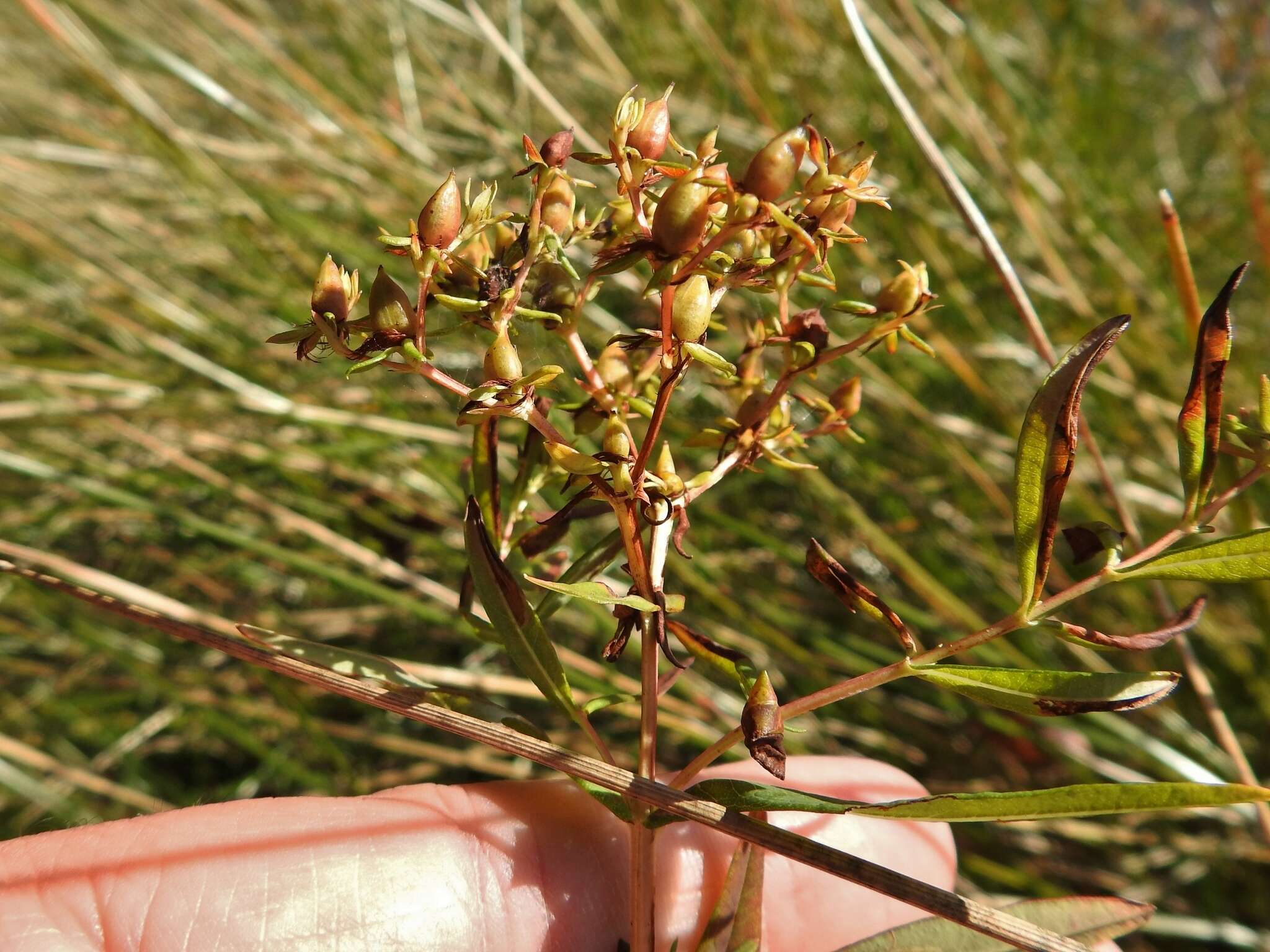 Sivun Hypericum adpressum W. C. P. Barton kuva