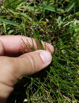 Plancia ëd Eleocharis geniculata (L.) Roem. & Schult.