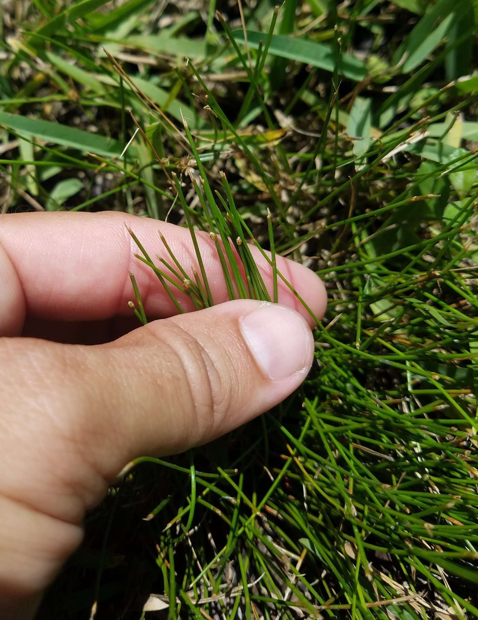 Plancia ëd Eleocharis geniculata (L.) Roem. & Schult.