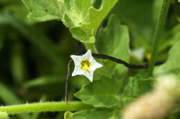 Image of Solanum physalifolium var. nitidibaccatum (Bitter) J. M. Edmonds