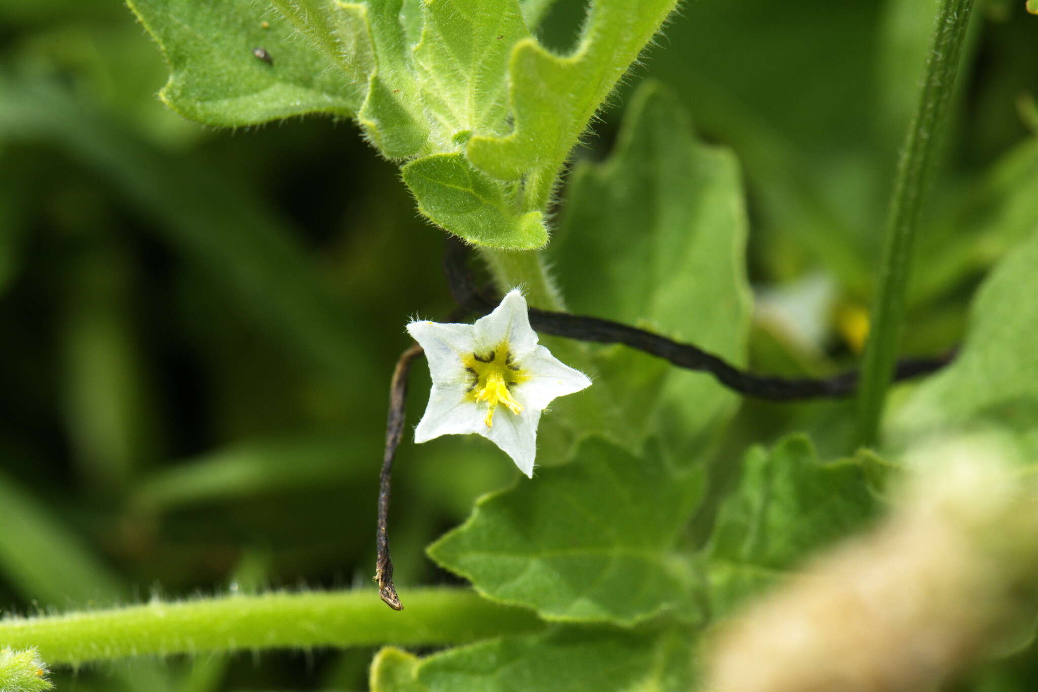 Imagem de Solanum physalifolium var. nitidibaccatum (Bitter) J. M. Edmonds