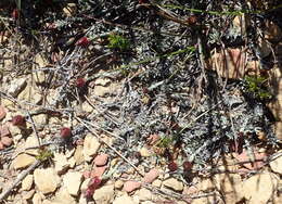 Image of Syncarpha canescens subsp. tricolor (DC.) B. Nord.