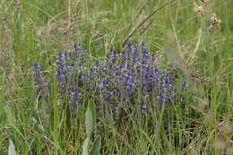 Image of Polygala amarella Crantz