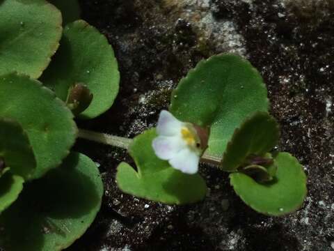 Vandellia diffusa L. resmi