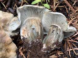 Image of Hygrophorus caeruleus O. K. Mill. 1984