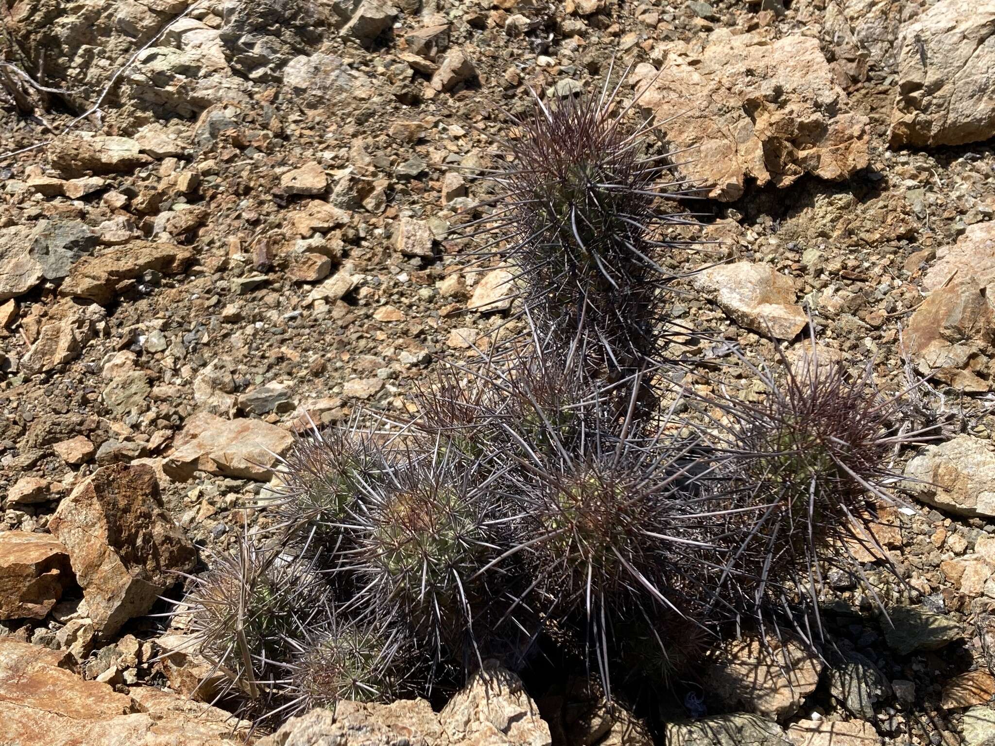 Image of Mammillaria halei Brandegee