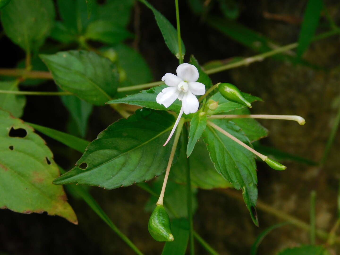 Image of Impatiens platypetala subsp. nematoceras (Miq.) Steen.