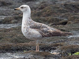 Слика од Larus michahellis atlantis Dwight 1922