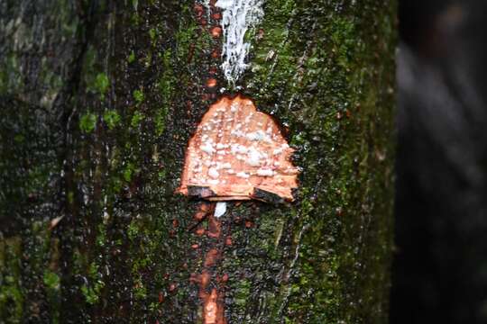 Image of Ficus nymphaeifolia Mill.