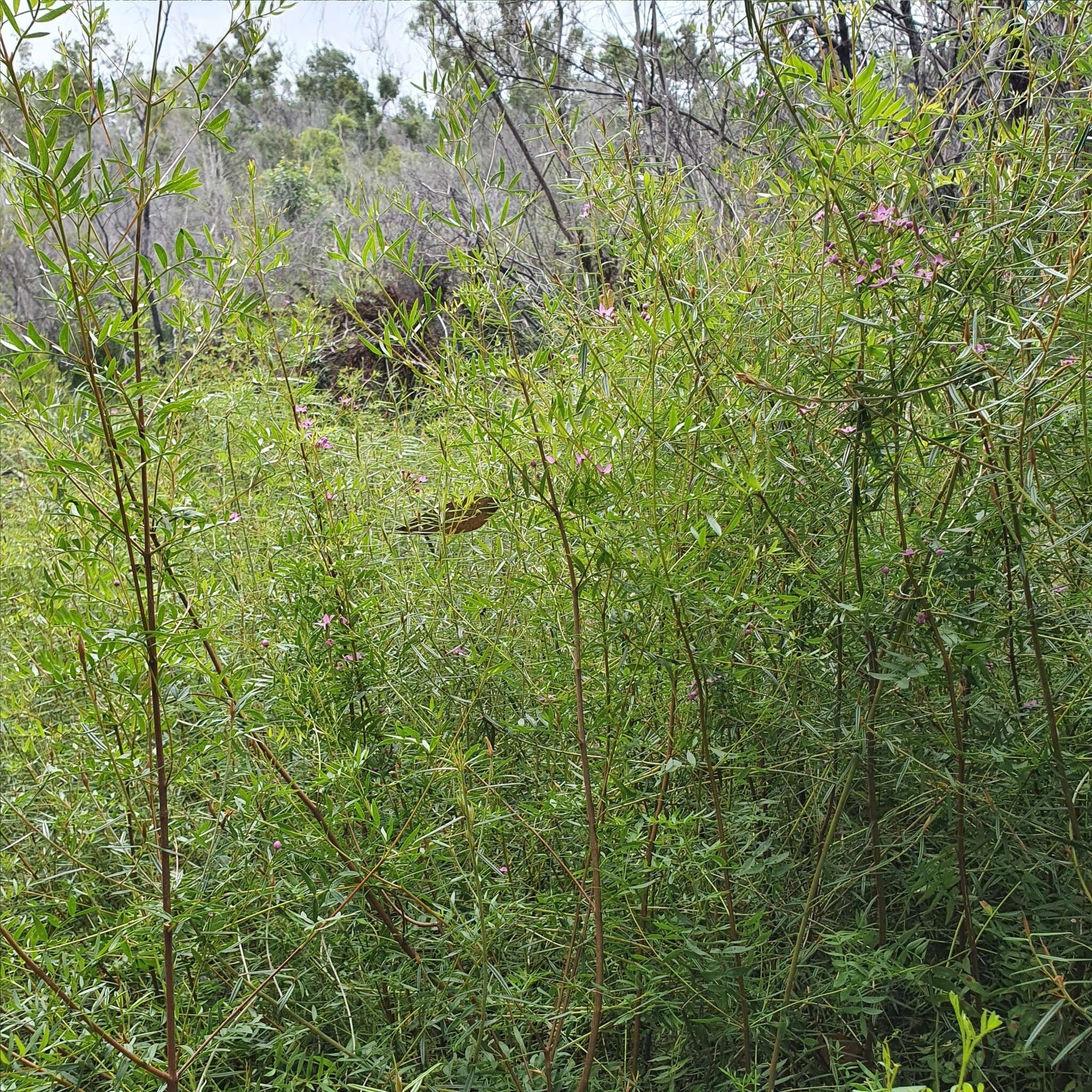 Image of Boronia rivularis C. T. White