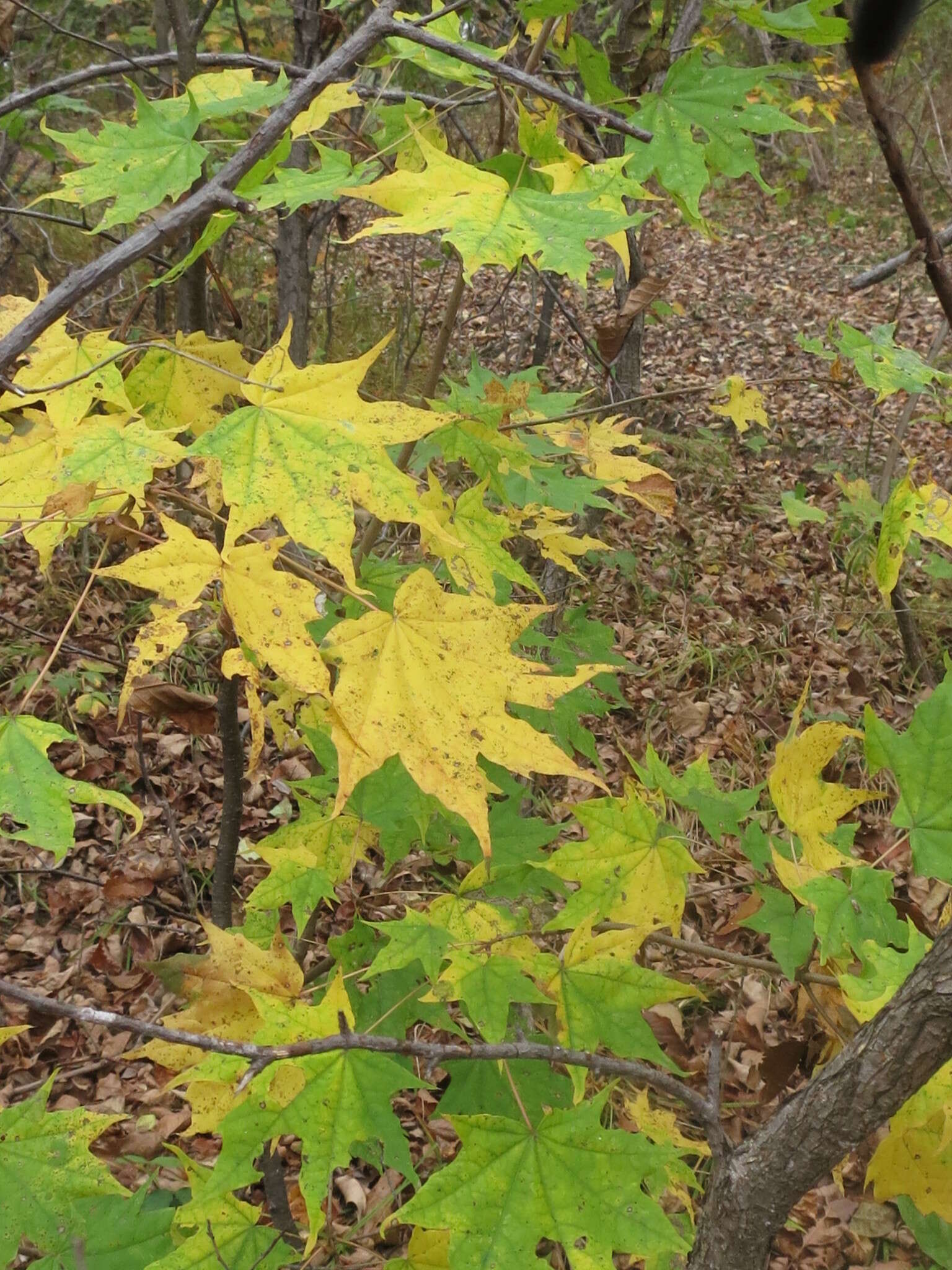 Image of Acer pictum C. P. Thunberg ex A. Murray