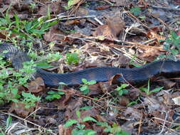 Image of Southern Water Snake