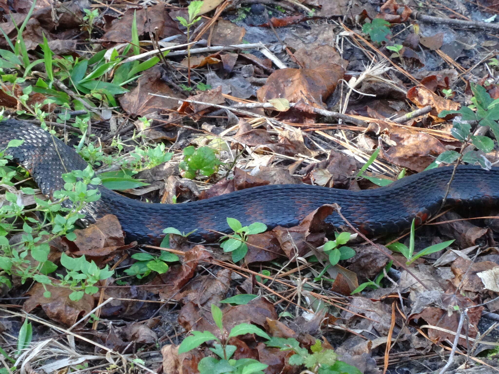 Image of Southern Water Snake