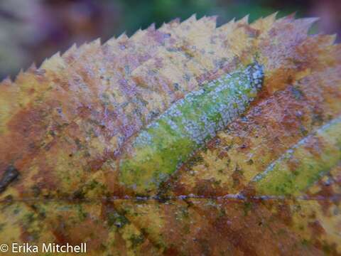 Phyllonorycter obscuricostella (Clemens 1859)的圖片