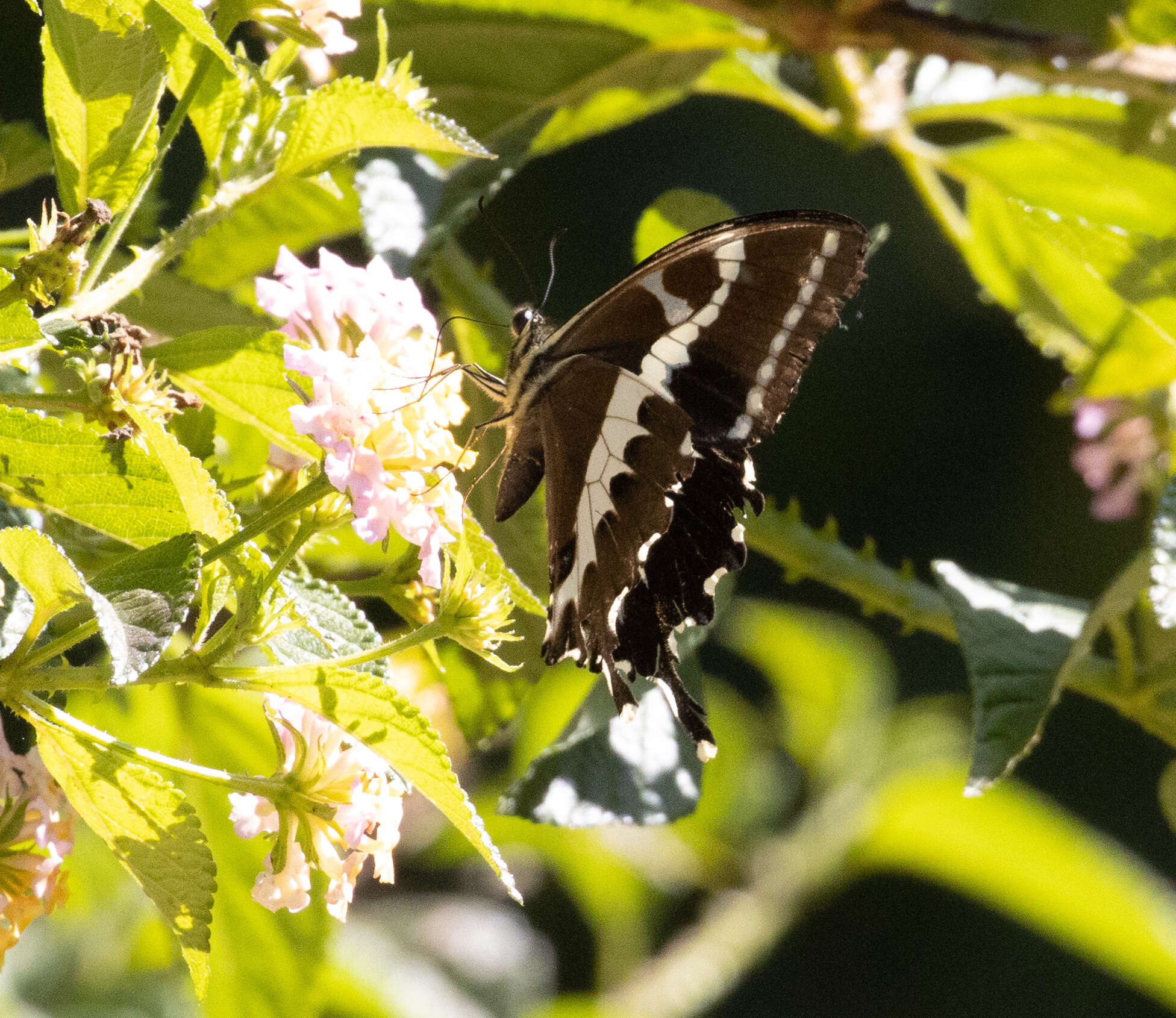 Image of Papilio delalandei Godart (1824)