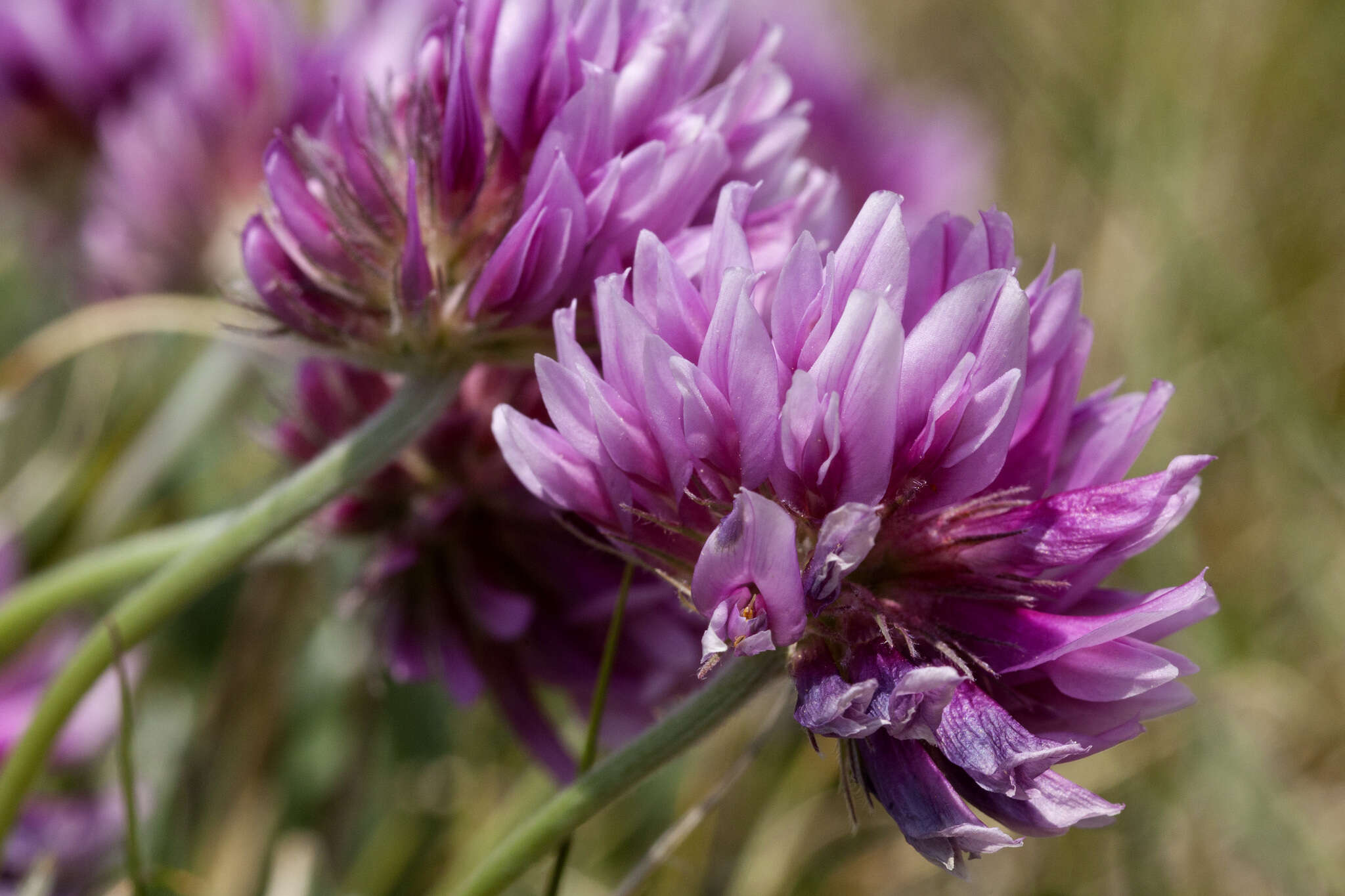 Plancia ëd Trifolium attenuatum Greene