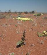 Image of Lachenalia valeriae G. D. Duncan