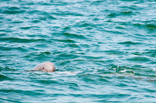 Image of Snubfin Dolphins