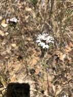 Image of sticky western rosinweed