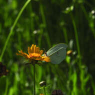 Image of Gonepteryx amintha (Blanchard 1871)