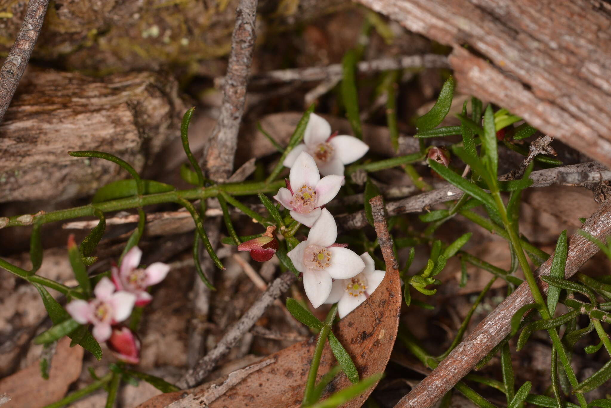 Image de Cyanothamnus nanus var. hyssopifolius