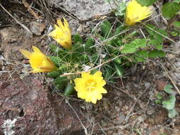 Image of Green-fruit Nipple Cactus