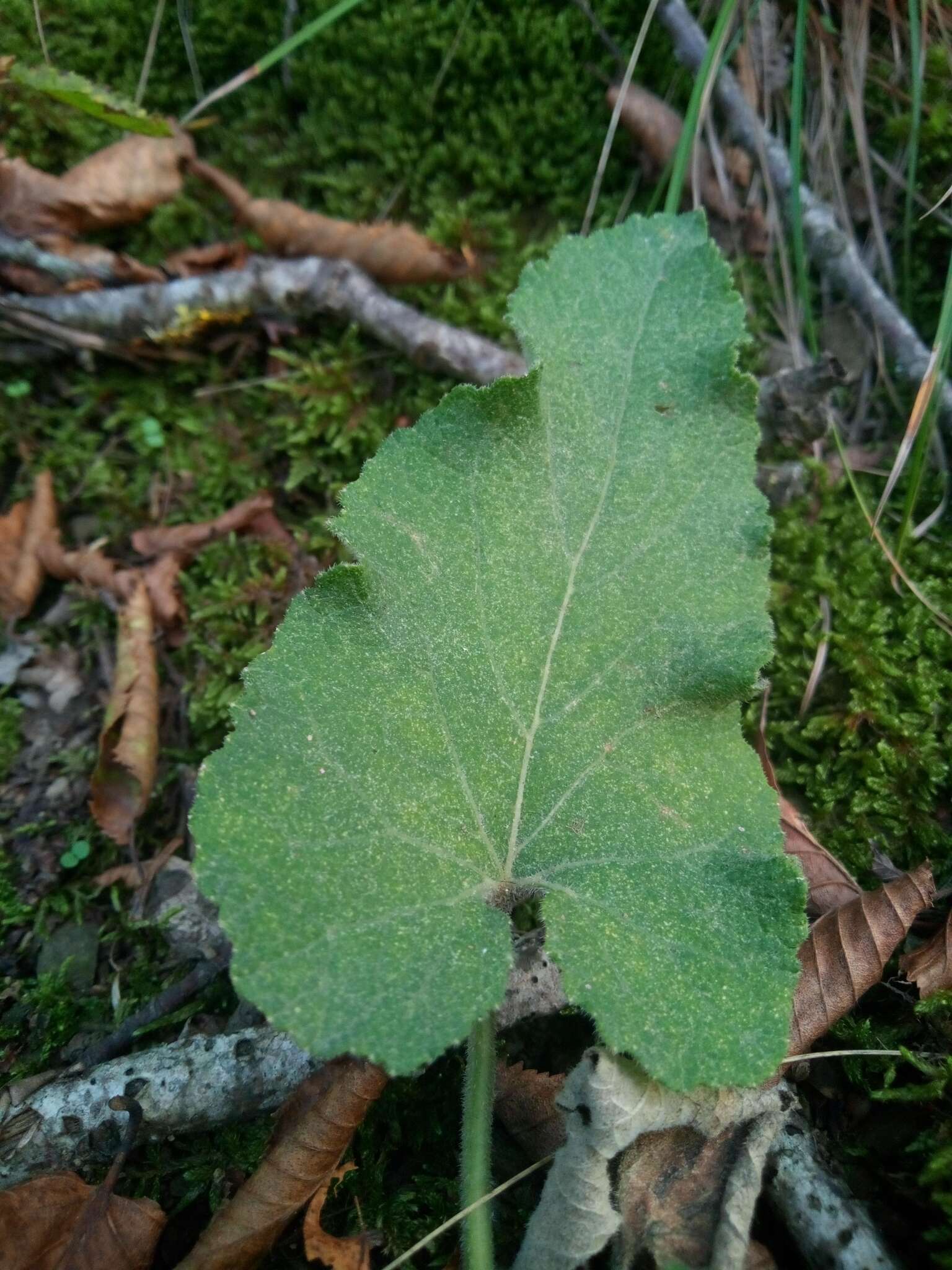 Image of Campanula alliariifolia Willd.